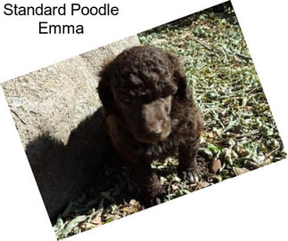 Standard Poodle Emma