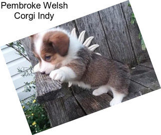 Pembroke Welsh Corgi Indy