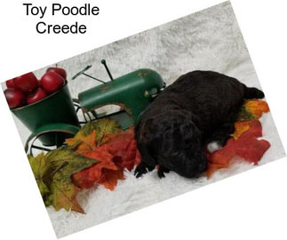 Toy Poodle Creede