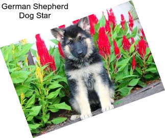 German Shepherd Dog Star