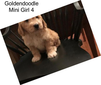 Goldendoodle Mini Girl 4