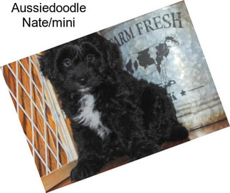 Aussiedoodle Nate/mini