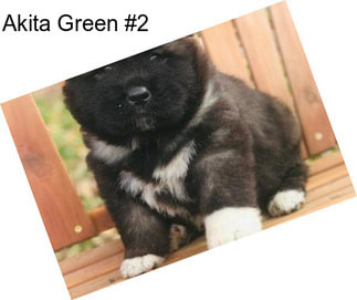 Akita Green #2