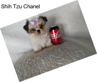 Shih Tzu Chanel