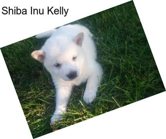 Shiba Inu Kelly