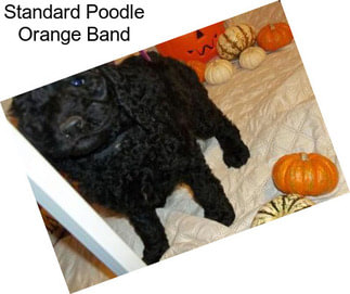 Standard Poodle Orange Band