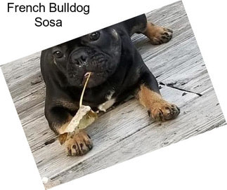 French Bulldog Sosa