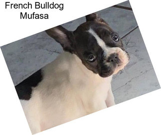 French Bulldog Mufasa