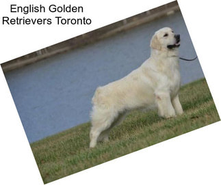 English Golden Retrievers Toronto