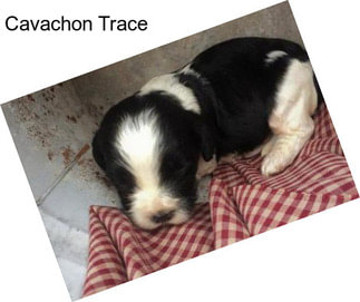 Cavachon Trace