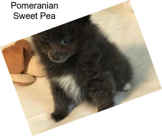 Pomeranian Sweet Pea