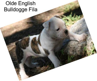 Olde English Bulldogge Fila