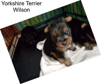 Yorkshire Terrier Wilson