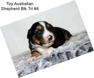 Toy Australian Shepherd Blk Tri #4