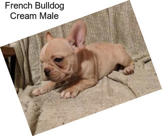 French Bulldog Cream Male