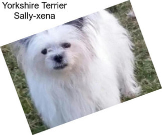 Yorkshire Terrier Sally-xena