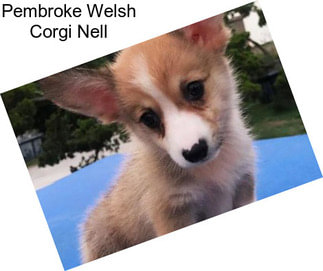 Pembroke Welsh Corgi Nell