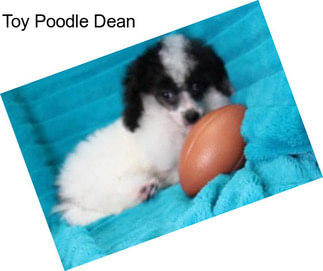 Toy Poodle Dean
