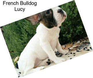 French Bulldog Lucy