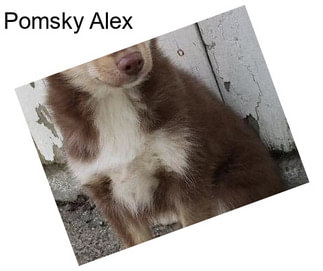 Pomsky Alex