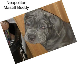Neapolitan Mastiff Buddy