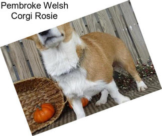 Pembroke Welsh Corgi Rosie