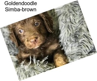 Goldendoodle Simba-brown