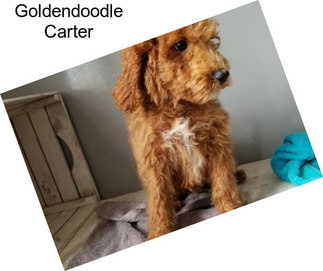 Goldendoodle Carter