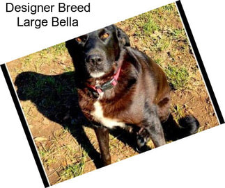 Designer Breed Large Bella