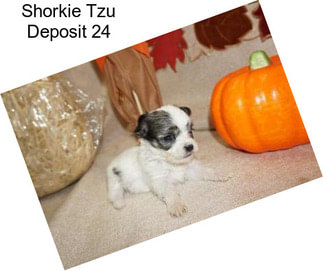 Shorkie Tzu Deposit 24