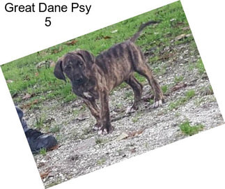 Great Dane Psy 5