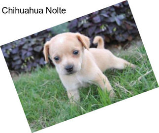 Chihuahua Nolte