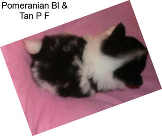 Pomeranian Bl & Tan P F