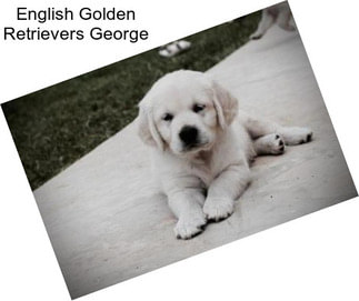 English Golden Retrievers George