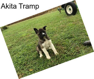 Akita Tramp