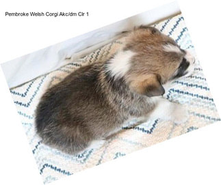 Pembroke Welsh Corgi Akc/dm Clr 1