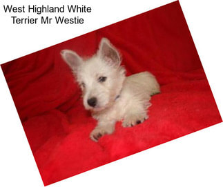 West Highland White Terrier Mr Westie