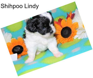 Shihpoo Lindy