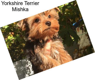 Yorkshire Terrier Mishka