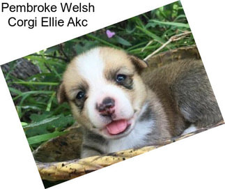 Pembroke Welsh Corgi Ellie Akc