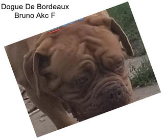 Dogue De Bordeaux Bruno Akc F
