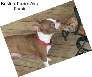 Boston Terrier Akc Kandi