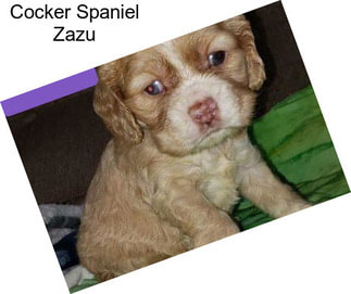 Cocker Spaniel Zazu