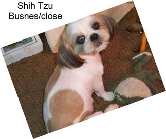 Shih Tzu Busnes/close