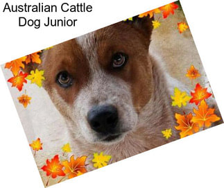 Australian Cattle Dog Junior