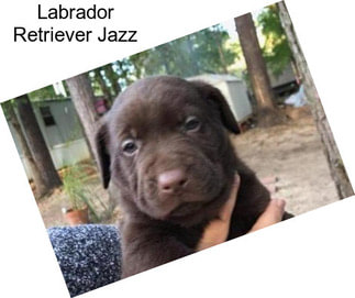 Labrador Retriever Jazz