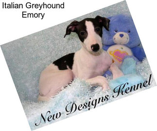 Italian Greyhound Emory