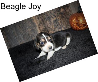 Beagle Joy