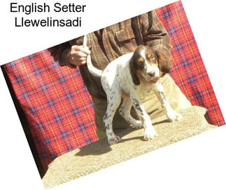 English Setter Llewelinsadi