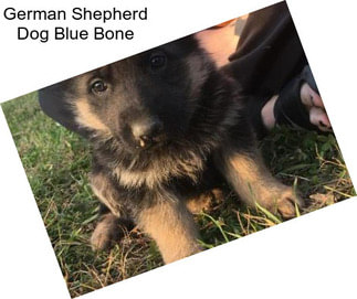 German Shepherd Dog Blue Bone